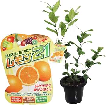 Amazon.co.jp: レモン 苗木 苗 レモンの木 『 レモン21 』15cmポット