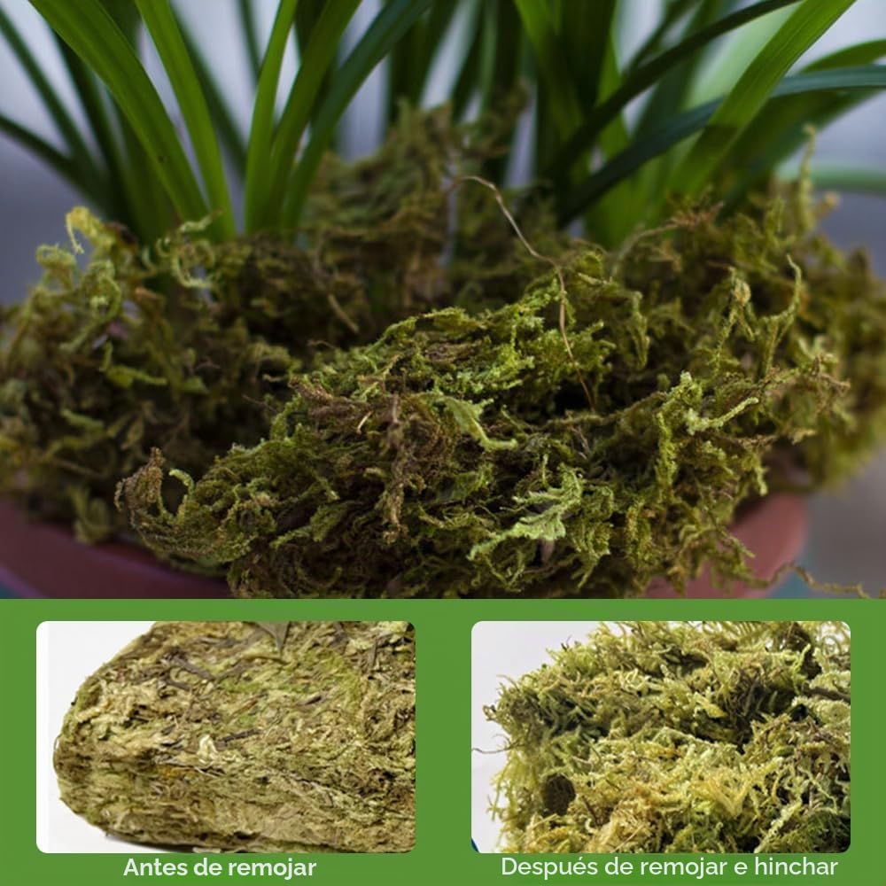 Musgo Sphagnum, 2 x 500 g Musgo para Orquideas, Musgos de Bosque Seco, Sphagnum Musgos Natural Seco para Terrarios Orquideas Soporte Plantas Bonsai Reptiles Decoración