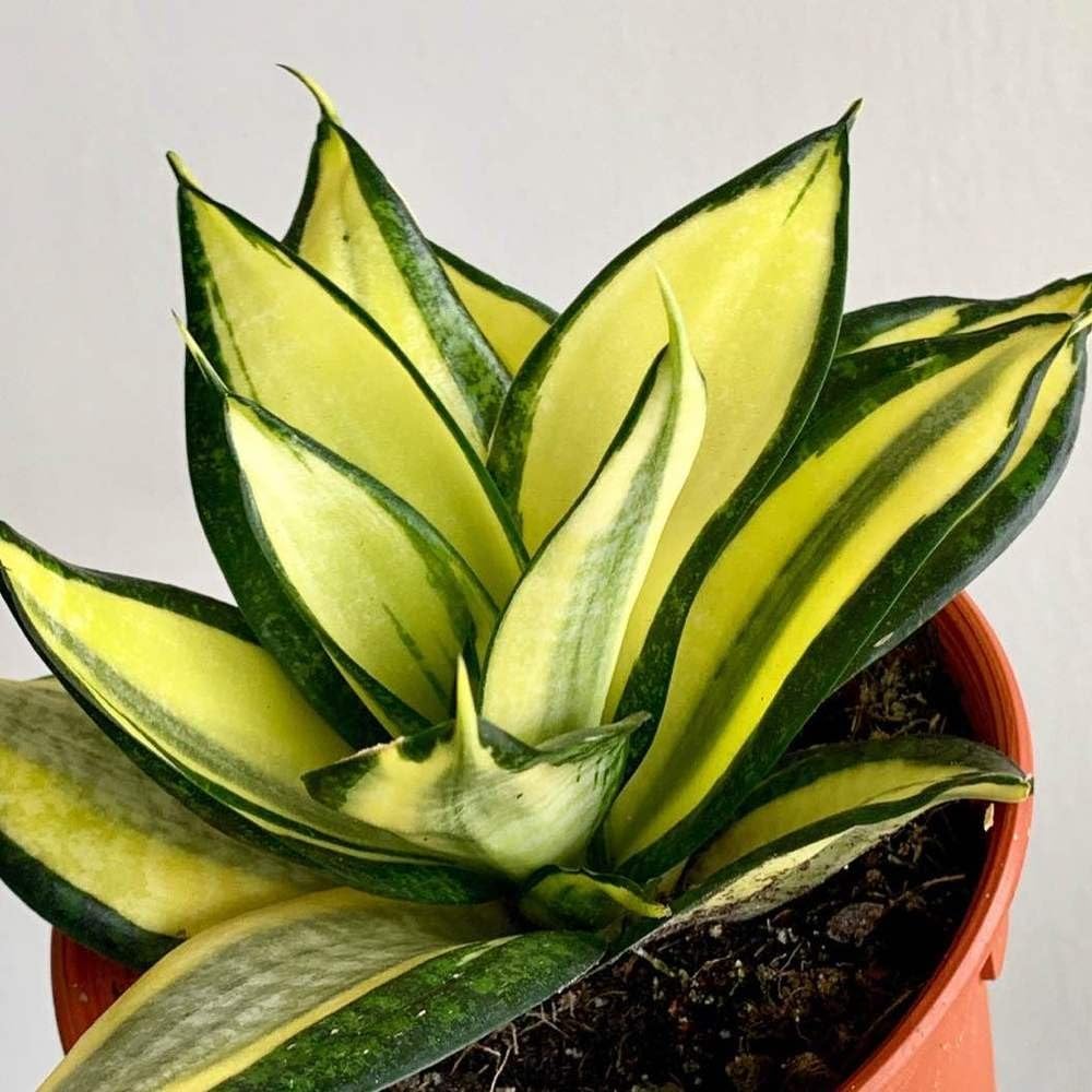 wholesale succulent plants Gardens Made Easy  Bulk Succulent 50-pack: Colorful, Cute & Carefree  Plants  Wedding, Celebration, DIY Succulents - (2" Pots)