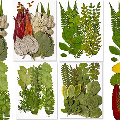 84 piezas hojas secas prensadas para manualidades miniatura 1
