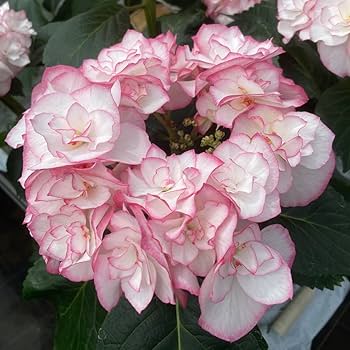 紫陽花　うさぎ　コボリサヤカ Copeau「花かごの中のウサギとカエル」