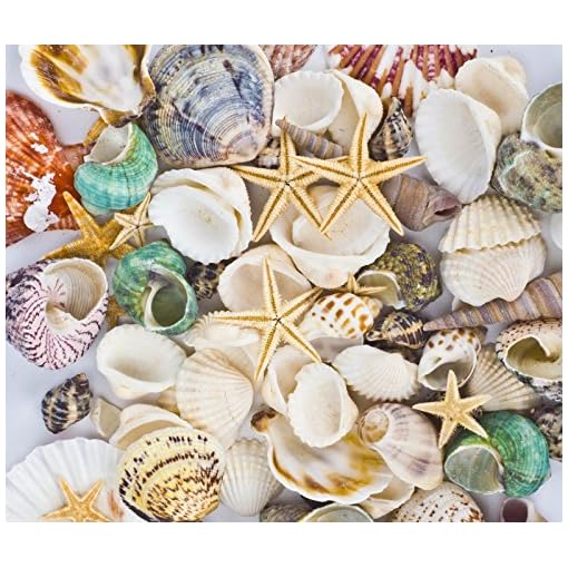 Famoby Sea Shells Mixed Beach Seashells Starfish for Beach Theme Party Wedding Decorations DIY Crafts Candle Making Fish Tank Vase Fillers Home Decorations Supplies 70+ pcs