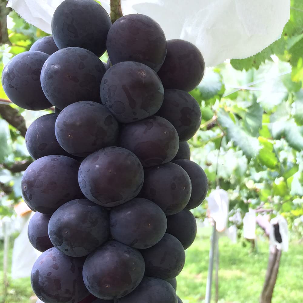 Amazon.co.jp: ぶどうの苗木 品種：藤稔(ふじみのり)【品種で選べる