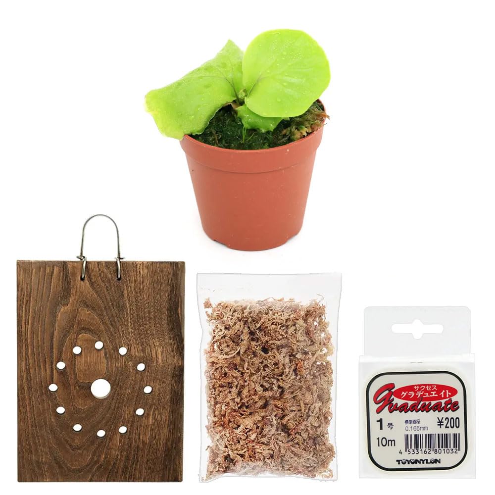 Amazon｜【charm】（観葉植物）ビカクシダ リドレイ スポア板付け
