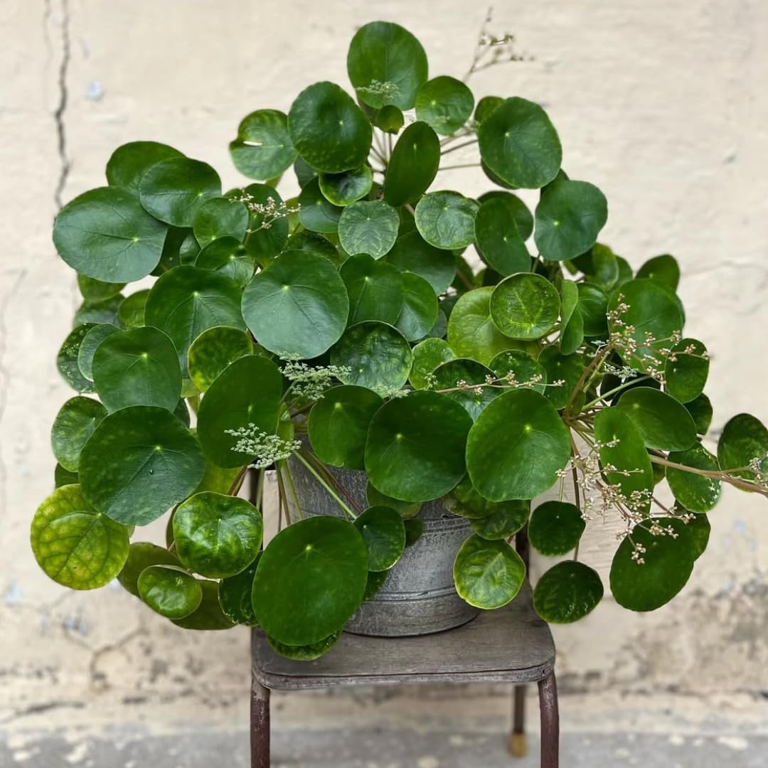 Amazon.com : 2 Money Tree Plant Indoor, 5 to 7 Inc in Height, Pilea  Peperomioides Live, Money Plant Live Houseplants for Planting Growing :  Patio, Lawn & Garden
