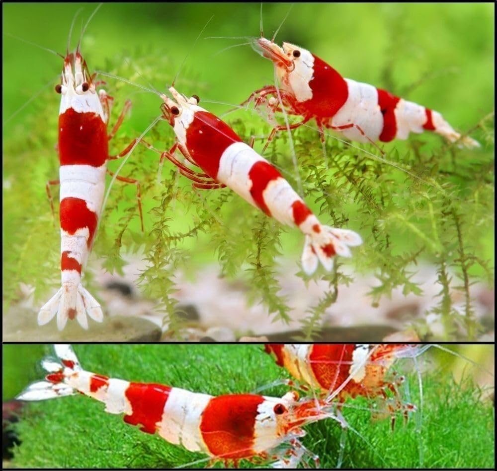 CU AQUATICS Red Bee Crystal Live Shrimp Caridina Algae Eater Tropical Fresh Water Live Cherry Shrimps Fish (5)