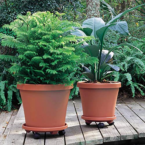 Image of HASTHIP Plant Stand 30CM Plastic Caddy with Locking 4 Wheels Indoor | Smooth Rolling Support for Heavy Pots, Lockable Mobility, Durable Plastic Build, Suited for Indoor and Outdoor Use