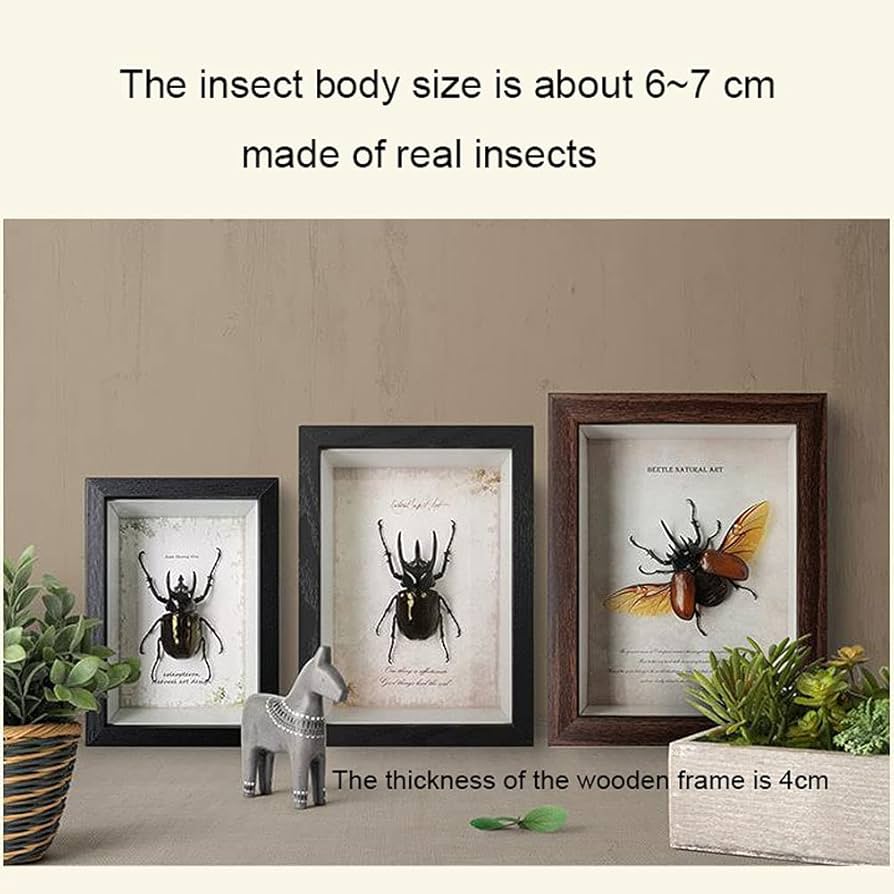 Amazon.co.jp: 昆虫標本額縁、絶妙な昆虫標本額縁クラフト