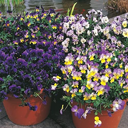 Pansy Viola x wittrockiana Seeds 'Singing The Blues' Trailing Scented