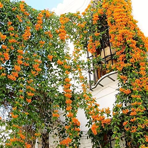 QAUZUY GARDEN Trumpet Vine Seeds Cover