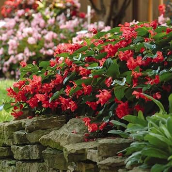 Eden Brothers Begonia Seeds - Dragon Wing Red