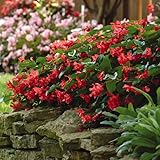 Eden Brothers Begonia Seeds - Dragon Wing Red