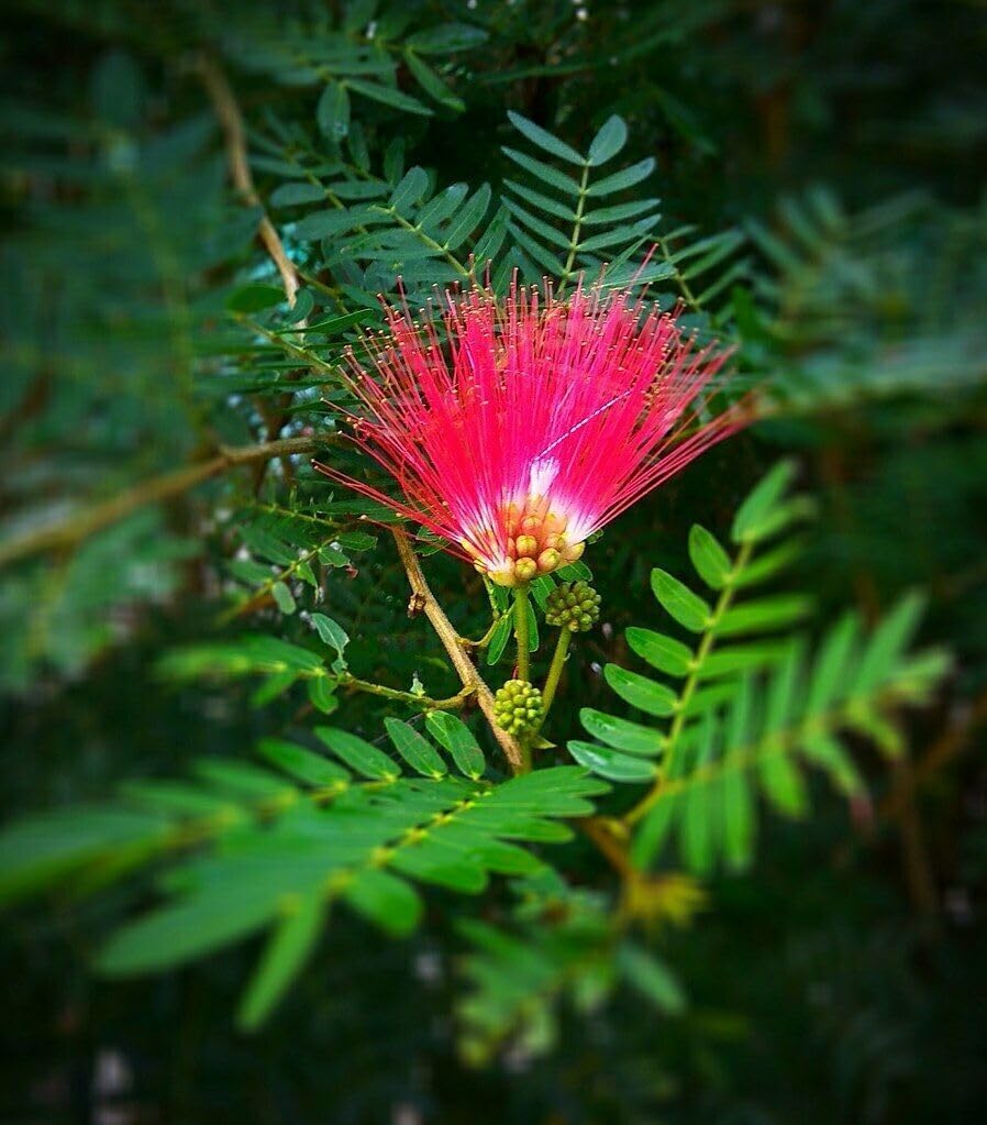 Albizia julibrissin mimosa "Acacia di Costantinopoli" pianta in vaso biodegradabile ø9 cm h 60 cm circa Vivaio di Castelletto