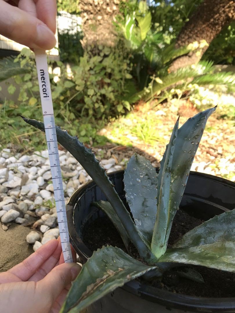 Amazon.co.jp: アガベ シルバーサーファー 子株苗 : DIY・工具