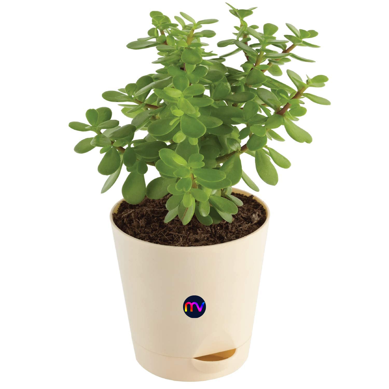 MorningVale Good Luck Decorative Plant with Pot (Jade Mini Succulent Live Plant withSelf Watering Pot - Medium) (B09SWSW65T) Amazon Price History, Amazon Price Tracker