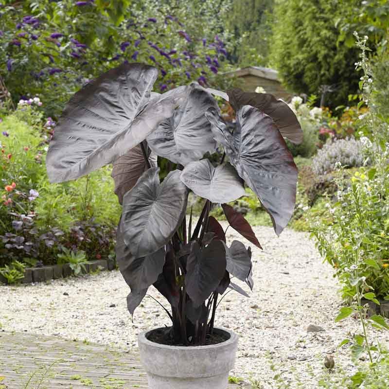 Eden Brothers Jumbo Diamond Head Elephant Ear Bulbs