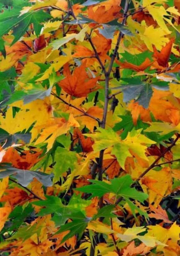 Image of Chinar Tree Live Plant /Live Himalayan Maple Plant for Home Decor /Bonsai Live Plant /Rooted in Planter /Long-Living Tree Pots with Soil /Real Live Indoor Plants for Gifts