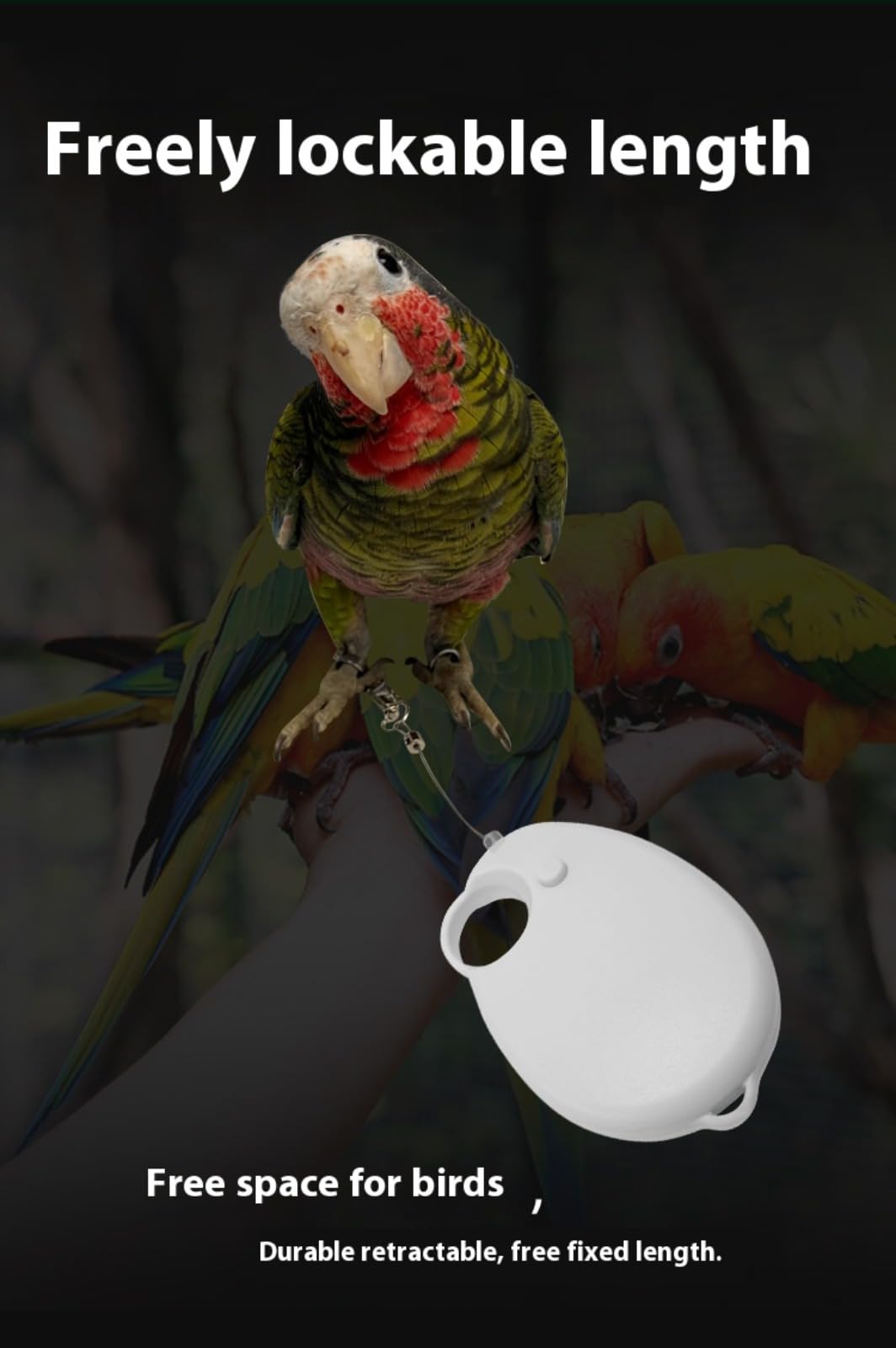 Laisse Rétractable pour Oiseaux, 6mCorde Volante pour Perroquets, Fil d'acier Anti-Morsure,Harnais réglable pour Perroquet,Harnais pour Perroquet Laisse,pour Perruches, Calopsittes, Inséparables, Pins