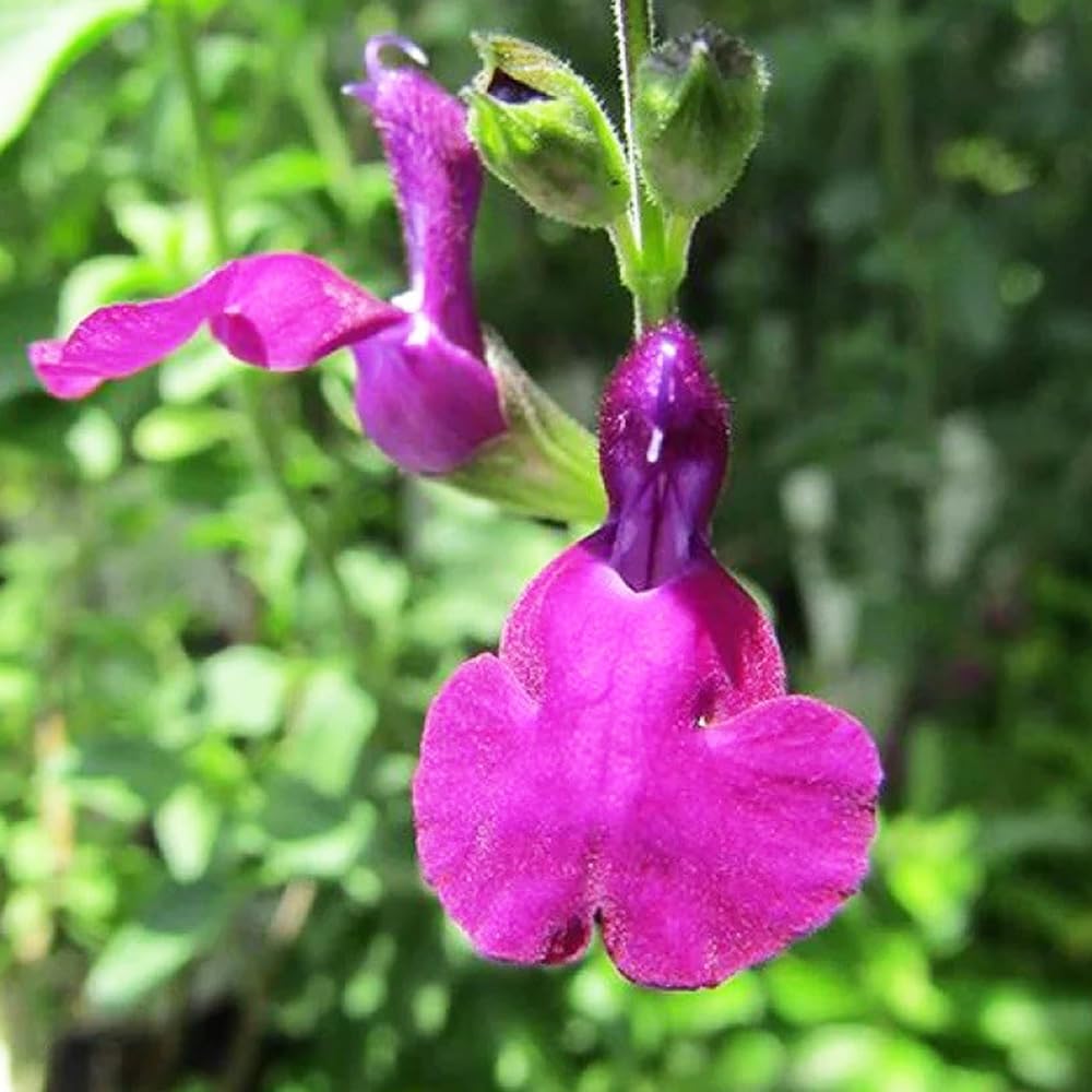 チェリーセージ パープル 