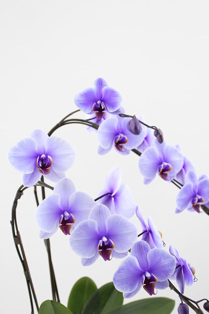 2599 香蘭社 紫楊柄 果実文 花型 深鉢 時代物 2599 香蘭社 紫楊