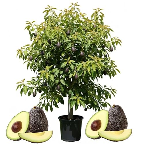 Cold Hardy HASS Avocado Live Plant 1.5-2.5" Tall in 2 Gallon Pot, Avocado Tree Plant, Fruit Plants Outdoor Indoor