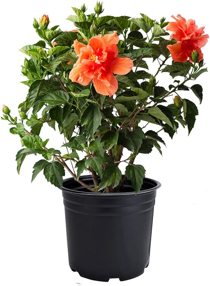 American Plant Exchange Double Peach Hibiscus