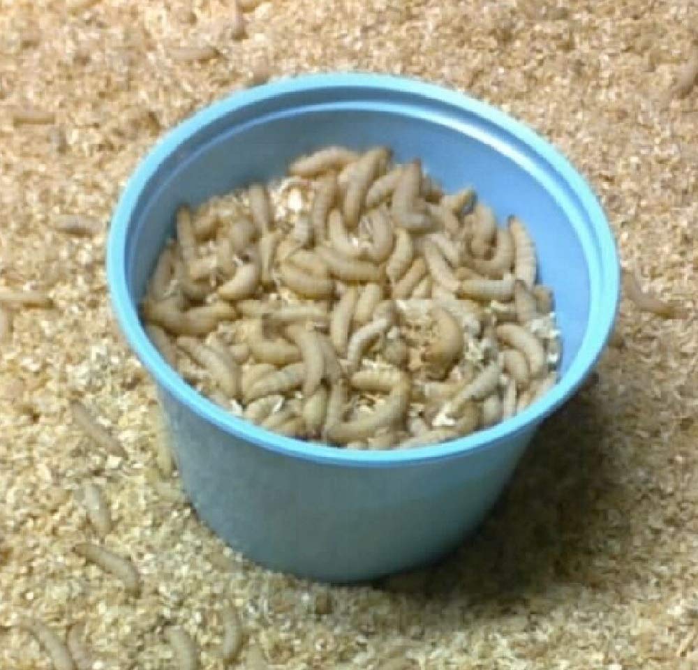 Delaneys 250ct Wax Worms