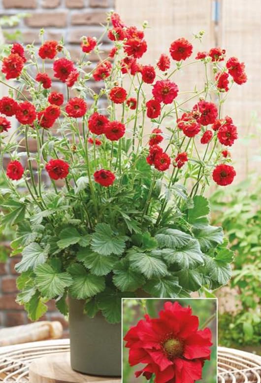 Geum 'Firestarter' Perennial Large Plug Plants Pack x3