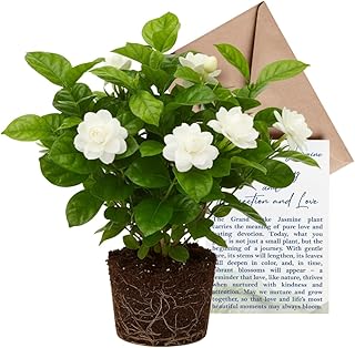 Grand Duke Jasmine Plant | Tuscany Jasmine Plant | Size 4 to 5 Inch Tall...
