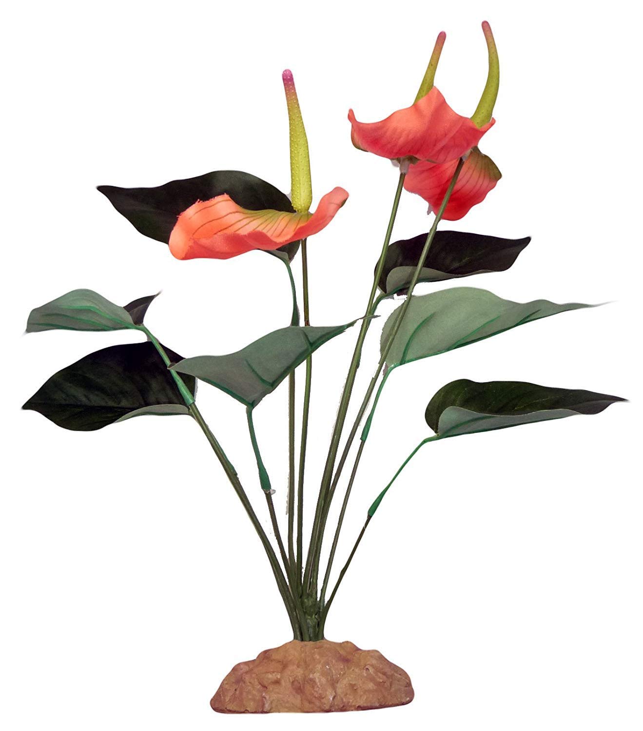 Komodo Anthurium Bush, 29 cm