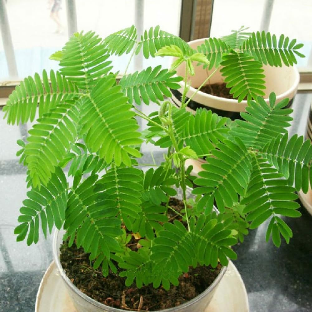 Mimosa Pudica Graines, 100 Pcs, Jardin Bonsaï Pot Plantes Décor Bleu