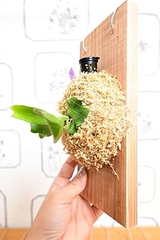 Amazon.co.jp: P.White Gizmo spored①在庫僅か ＠ビカ森wife