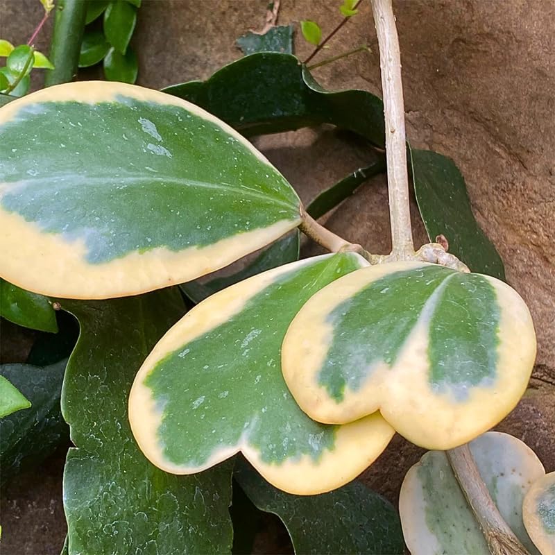 Variegated Hoya Kerrii Plant 4 Inch Pot, Hoya Heart Plant Live, Rare Indoor Houseplant