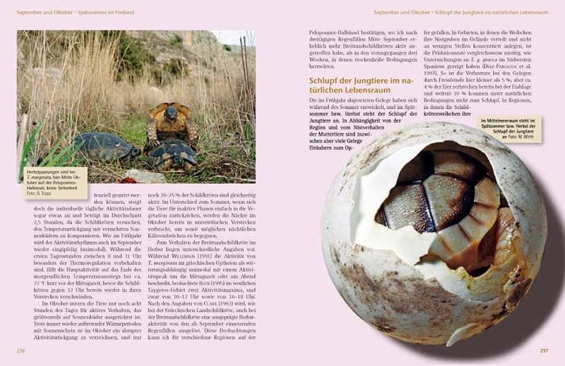 Das Schildkrötenjahr: Freilandbiologie und Haltung europäischer Landschildkröten über den Jahresverlauf (Terrarien-Bibliothek)