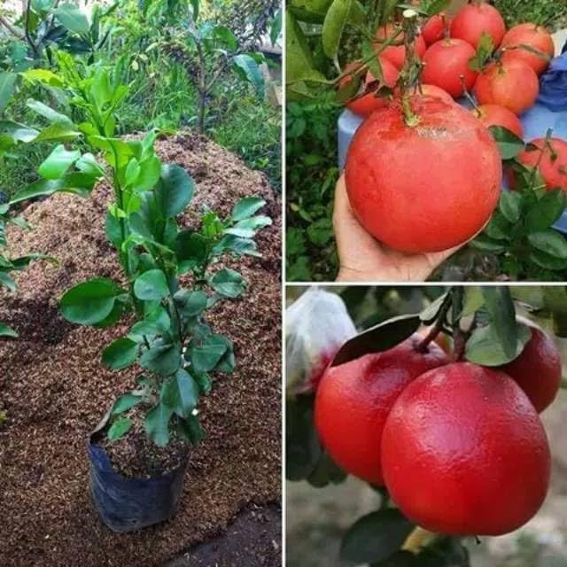 Image of GreenWorld Special Big Size Thai Red Batabi Lemon /Lebu Plant,(GRAFTED /GUTI KOLOM) Healthy Live Plant,''Fruit After 1 Year''