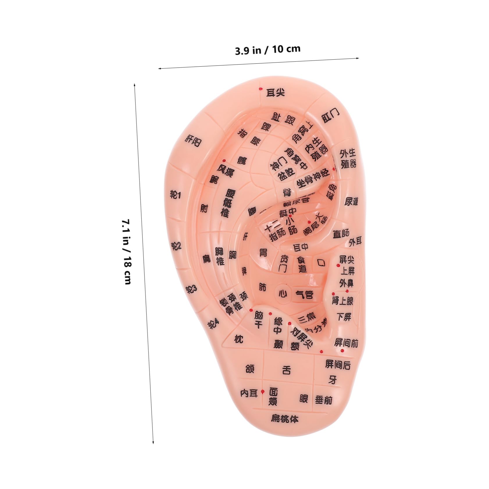 VILLFUL Human Ear Reflexology Model for and Massage Training Precise Ear Acupoint Display Model Ear Model Human Ear Simulation Model