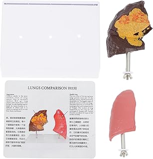 ULTECHNOVO 1 PC Lung Structure Mold Mannequins Lung Model Lung Anatomy Model Models Pvc Anatomical Model School Respiratory Lung Model Respiratory Lung Model Human Body Tool