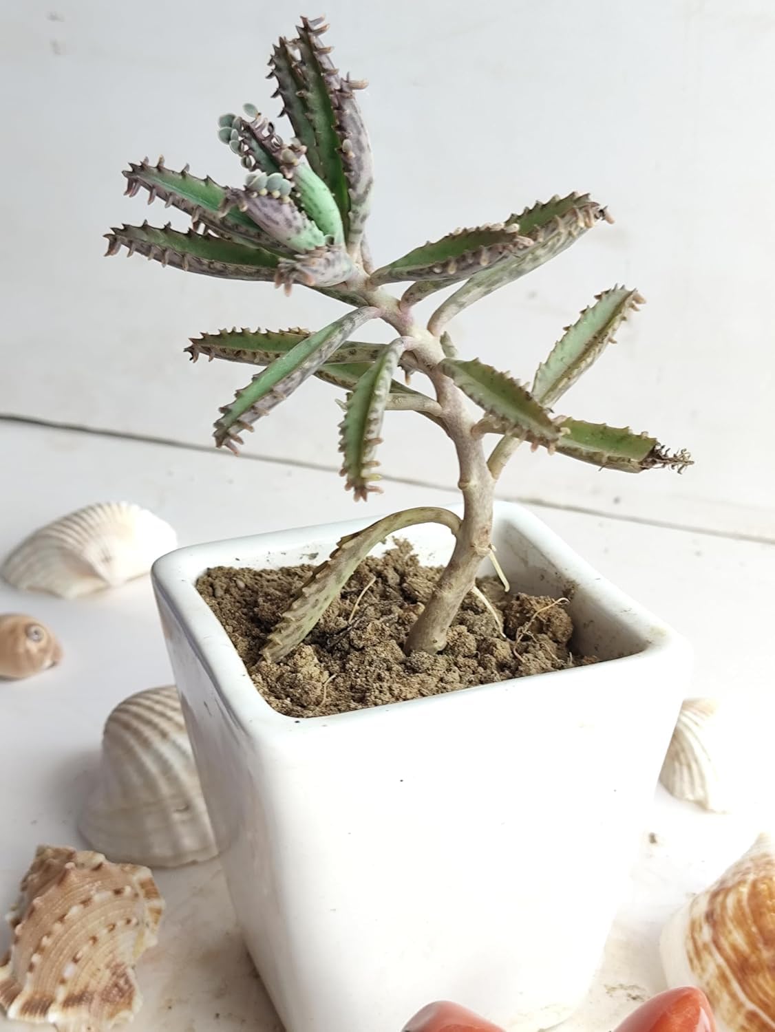 Florima Live Mother of Millions Kalanchoe Plant, Green Indoor Succulent, Air Purifying, Modern Floral Style-image-36