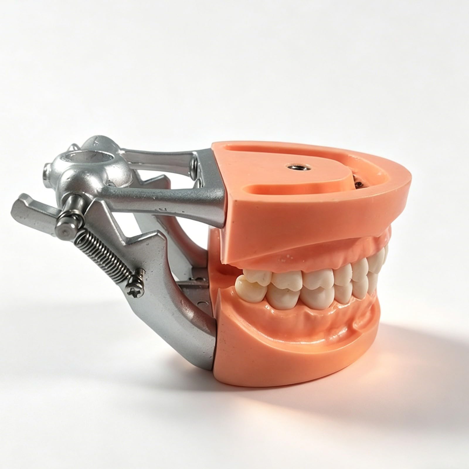 Model zębów dentystycznych, 32-częściowy zdejmowany zestaw zębów do treningu, anatomicznie dokładne narzędzie edukacyjne dla studentów i profesjonalistów, demonstracja pacjenta