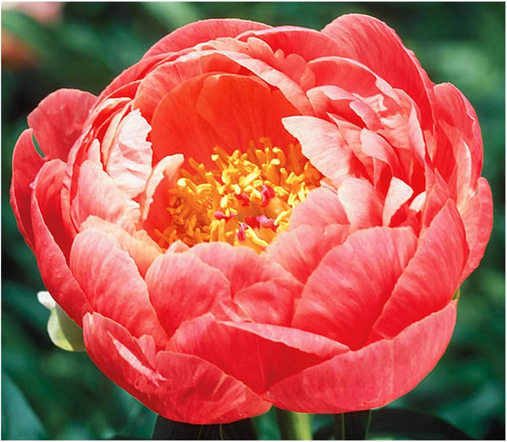 Coral Charm Peony - Semi Double Coral Peony - Large Bare Root 3-5 Eyes
