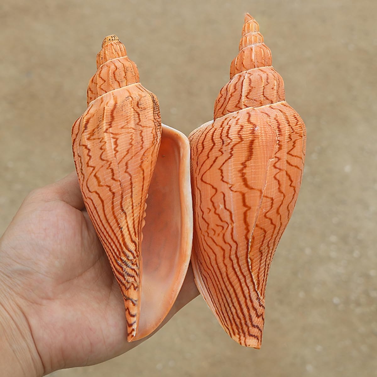 Large Natural Conch Shell,Ocean Conch, Large Natural Sea Shells, Huge Ocean Conch 15-16 Cm Jumbo Seashells Perfect for Wedding Party, Home Decorations, Fish Tank