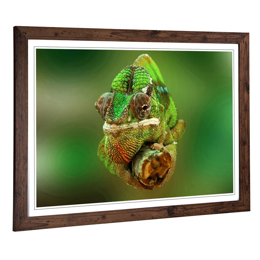 Big Box Art Framed Print of Chameleon Lizard Reptile (7) Design | Wall Art Picture | Home Decor for Kitchen, Living, Dining Room, Bedroom, Hallway, Office, Walnut, A2 / 24.5x18 Inch / 62x45cm