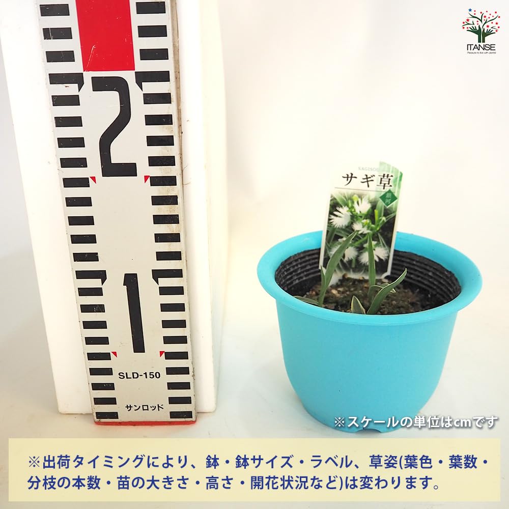 Amazon.co.jp: サギソウ(鷺草) 銀河 4号 1個売り【品種で選べる花苗