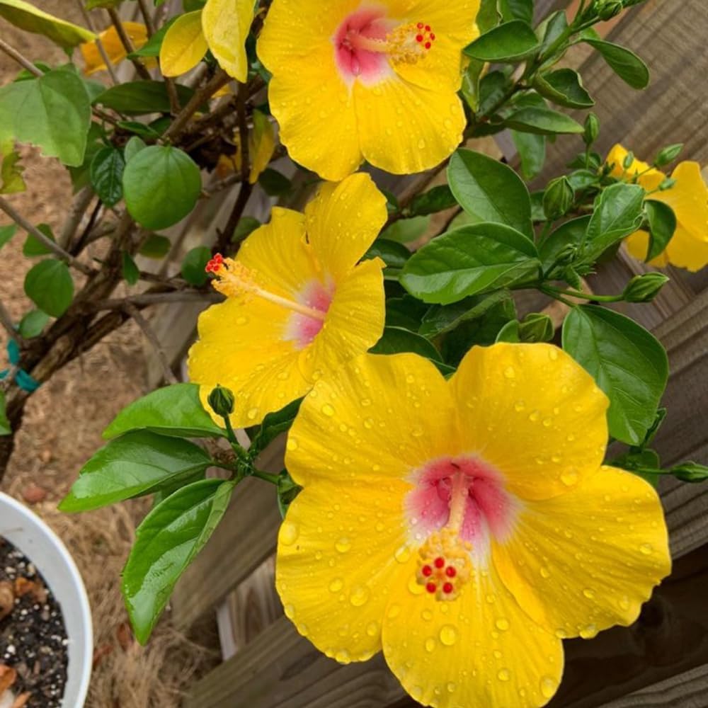 4 Hardy Hibiscus Plants Live, Yellow Hibiscus Flowers Plant, Hibiscus Live Plant Indoor, 3 to 5 Inc Tall Seedling