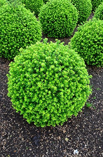 japanische Hlse Ilex crenata Twiggy Kugel 45-50 cm mit Ballen : Amazon.de:  Garten