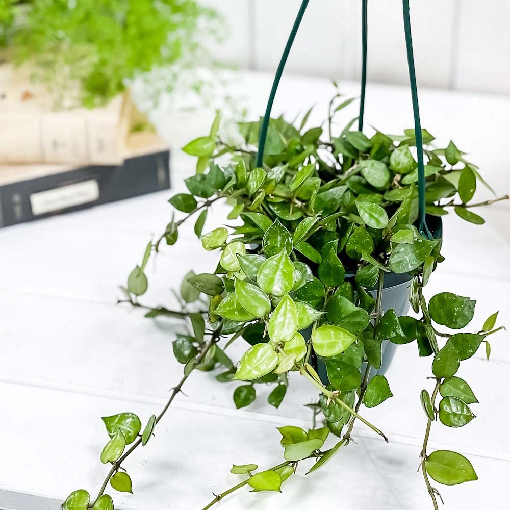 Amazon.co.jp: PLANCHU 観葉植物 ホヤ クローニアナ グローエン Amazon.co.jp: PLANCHU 観葉植物 ホヤ クローニアナ グローエン