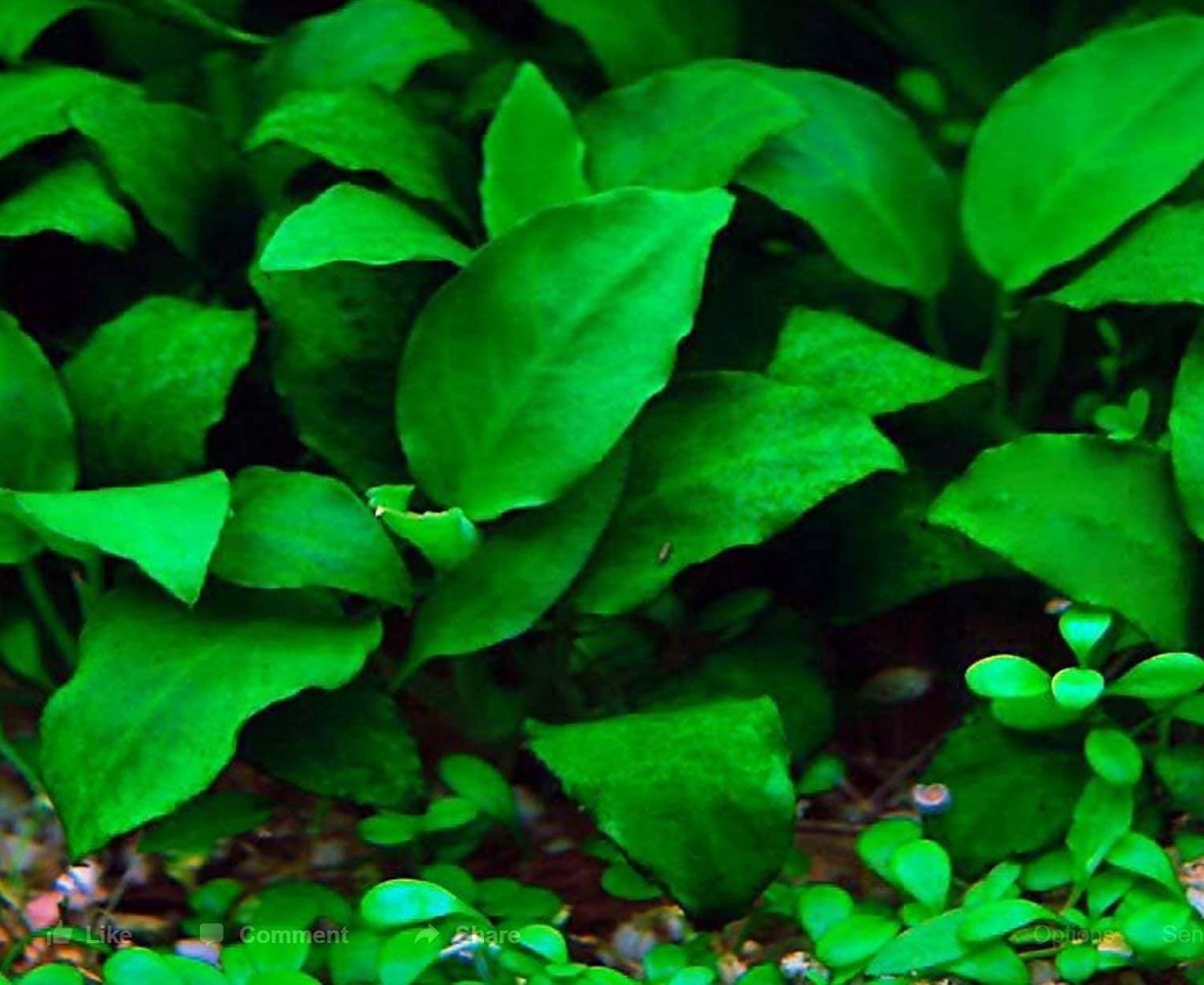 Maalavya Live Aquarium Aquatic Plant (Anubias Nana Petite) 7 to 10 Leaves with Pot (Pack of 2) (B09XDZJYCN) Amazon Price History, Amazon Price Tracker