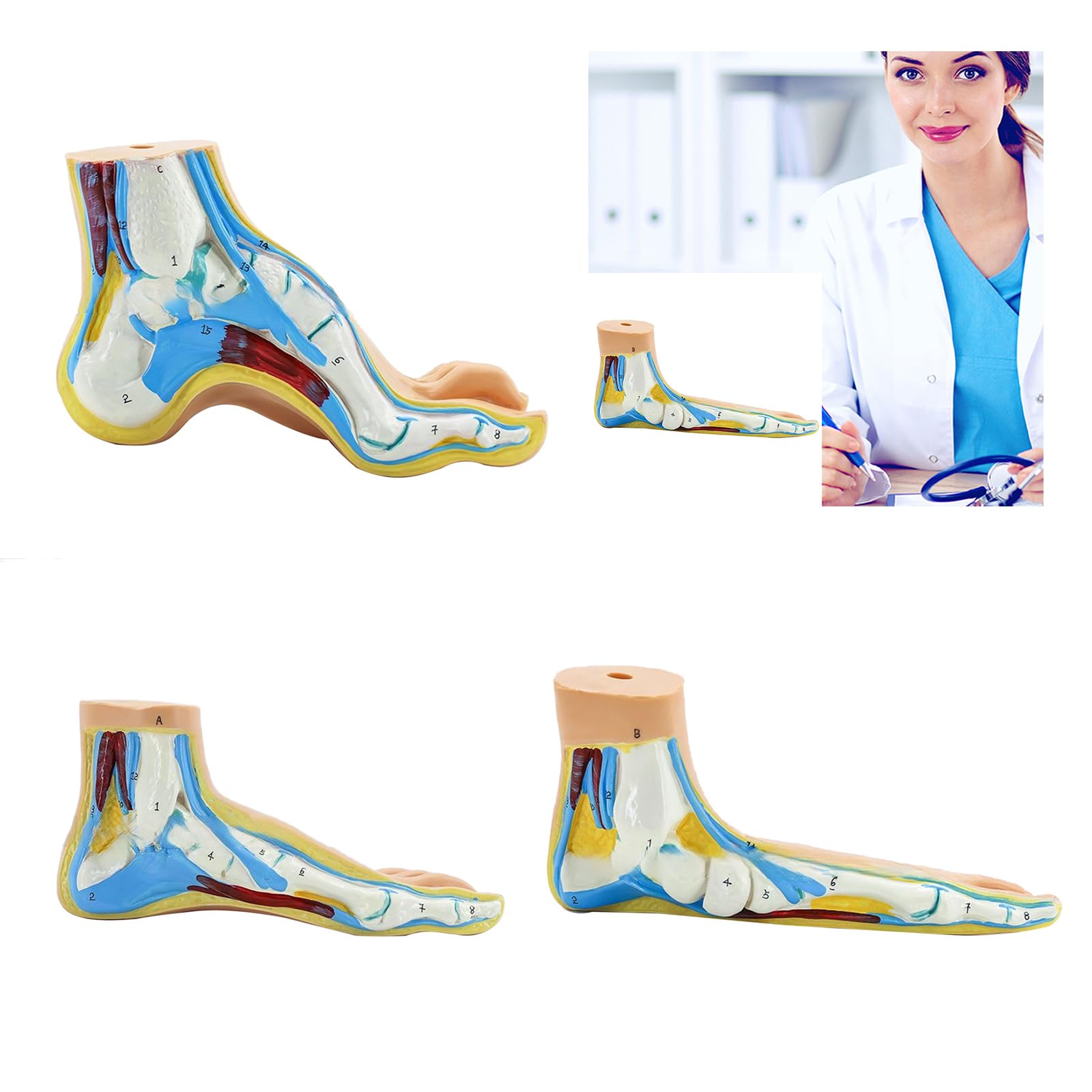 MEELYHOME Foot Anatomical Model, Including Bones, Muscles, Ligaments, Human Foot Anatomy Model Teaching with Digital Signs, 23x9x12cm