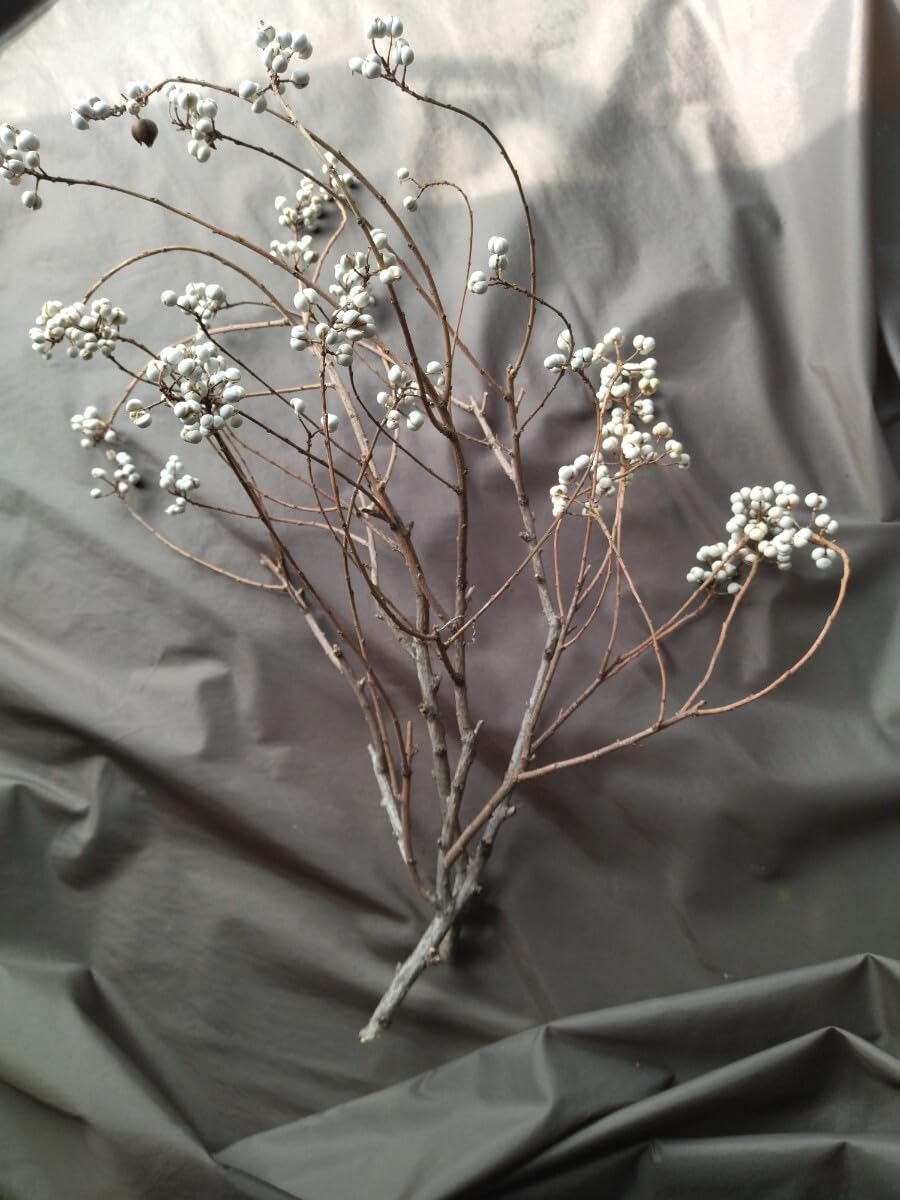 Amazon.co.jp: ナンキンハゼ。ナンキンハゼの実。長いナンキンハゼ  