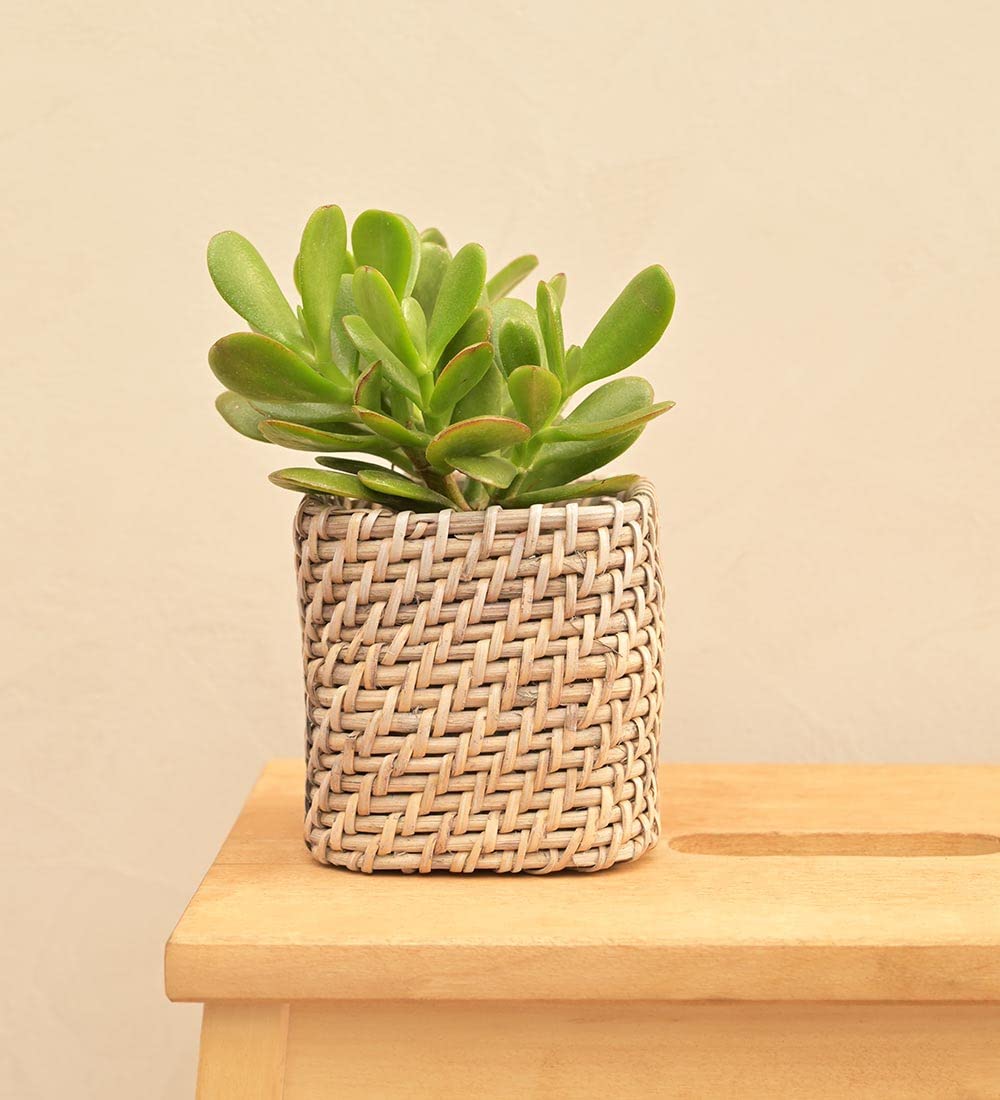UGAOO Square Cane Grey Planter for Garden - Small (Size : 4 inch x 4 inch, Dia.X Height) (B0BSC5HB47) Amazon Price History, Amazon Price Tracker